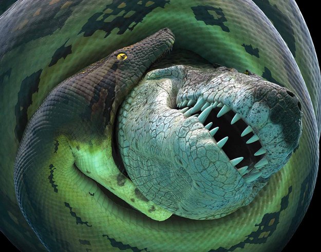 The largest species of snake ever